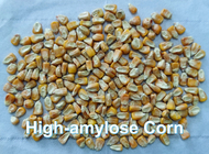Fibre alimentaire soluble d'amidon de Prebiotic de maïs de hauts d'amylose de maïs JAMBONS résistants de fécule