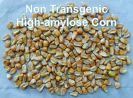 Bas du GI amidon résistant de la fibre RS2 de catégorie comestible de fécule de maïs non OGM haut
